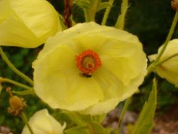 2013-08-18_Regina-F-Rau_Schachen_Blumen  (187).JPG